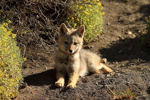 Southamerican grey fox  Chile,Geotagged,Lycalopex griseus,South American gray fox,Summer
