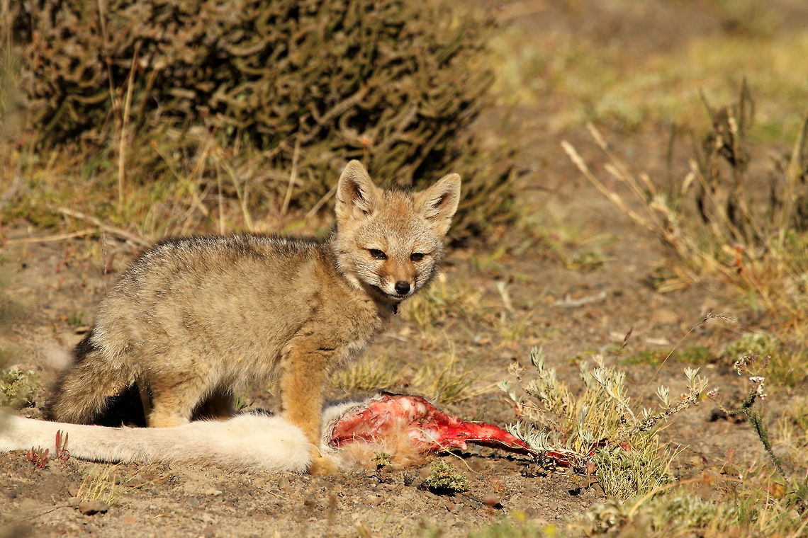 Southamerican grey fox  Chile,Geotagged,Lycalopex griseus,South American gray fox,Summer