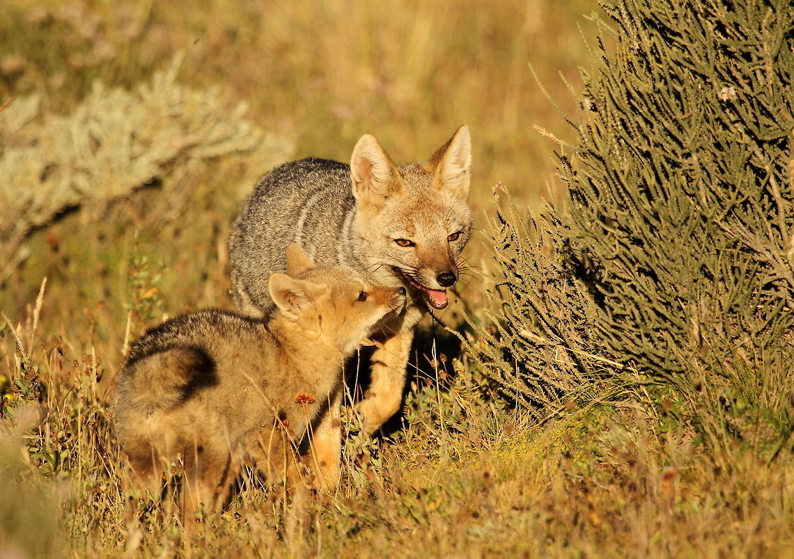 Southamerican grey fox  Chile,Geotagged,Lycalopex griseus,South American gray fox,Summer