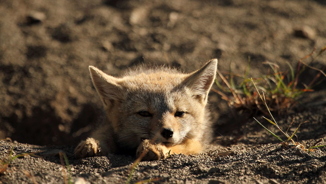 Southamerican grey fox  Chile,Geotagged,Lycalopex griseus,South American gray fox,Summer