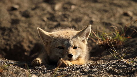Southamerican grey fox  Chile,Geotagged,Lycalopex griseus,South American gray fox,Summer