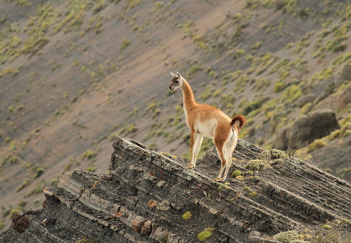 Guanaco  Chile,Geotagged,Guanaco,Lama guanicoe,Summer