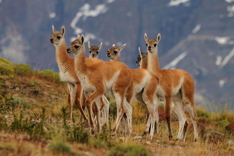 Guanaco  Chile,Geotagged,Guanaco,Lama guanicoe,Summer