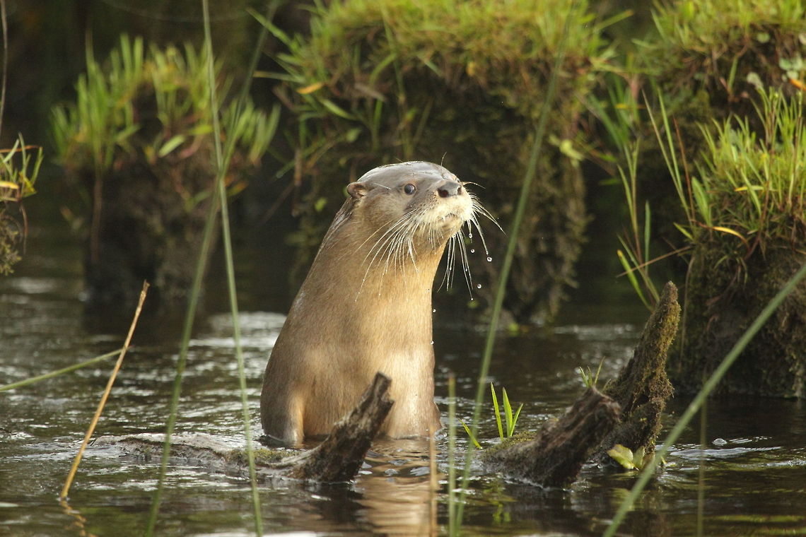 Southern river otter  Chile,Fall,Geotagged,Lontra provocax,Southern river otter