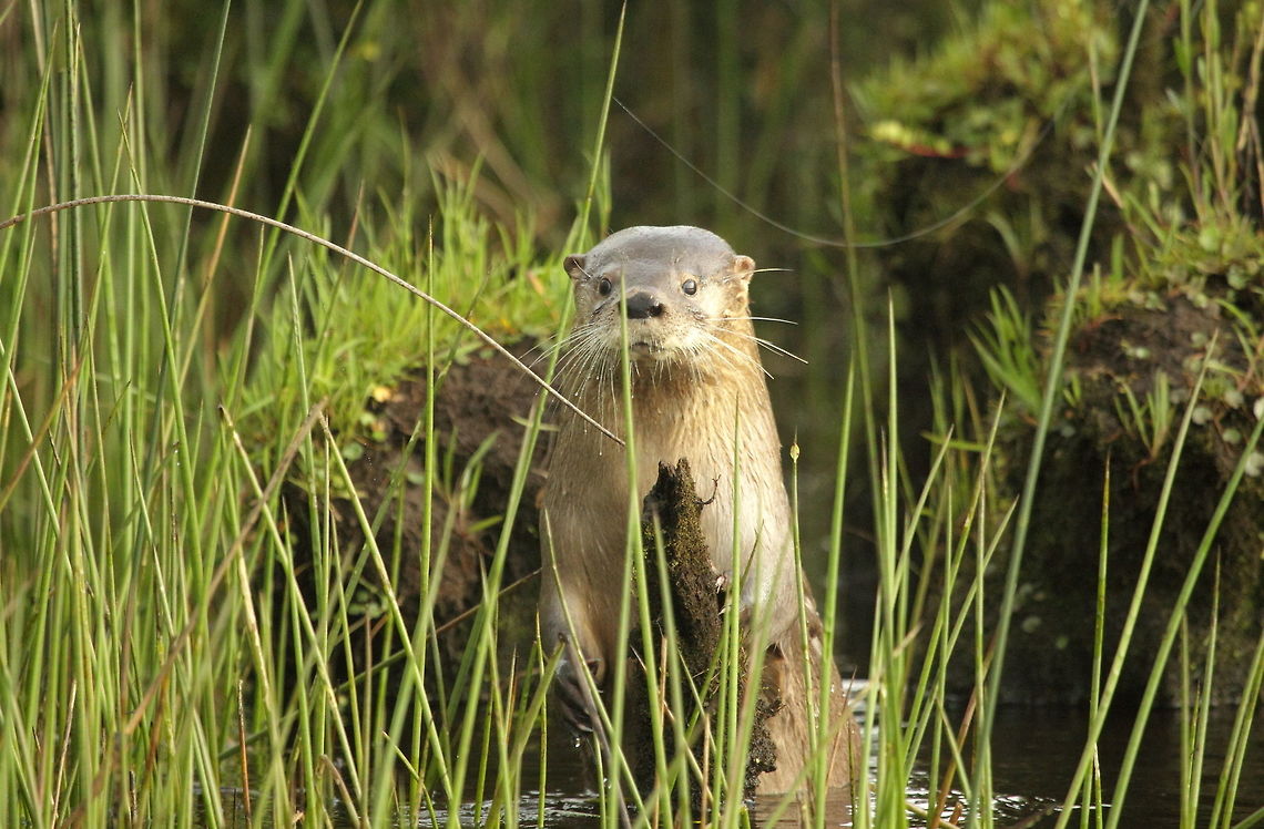 Southern river otter  Chile,Fall,Geotagged,Lontra provocax,Southern river otter