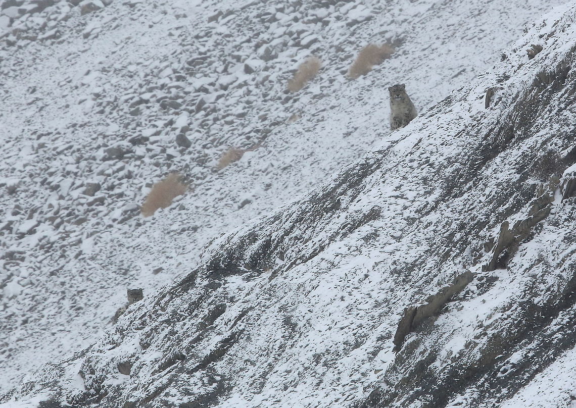 Snow_leopard  Geotagged,Snow leopard,Uncia uncia,Winter