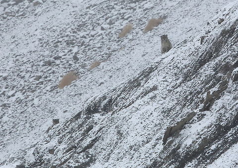 Snow_leopard  Geotagged,Snow leopard,Uncia uncia,Winter