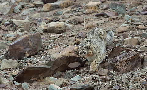 Snow_leopard  Geotagged,Snow leopard,Uncia uncia,Winter
