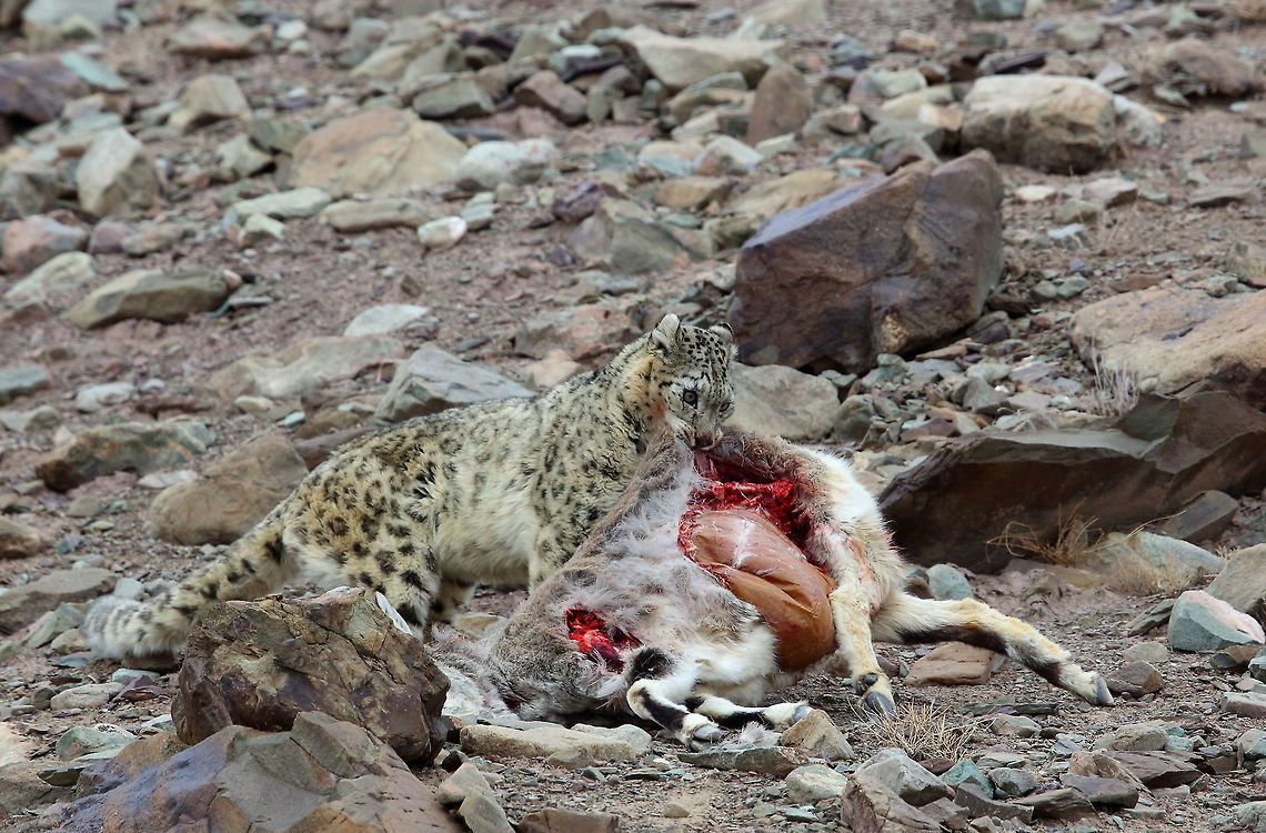 Snow_leopard  Geotagged,Snow leopard,Uncia uncia,Winter