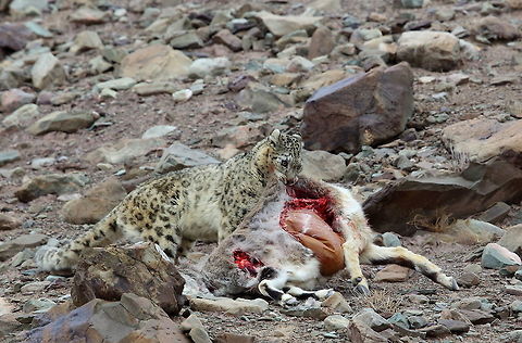 Snow_leopard  Geotagged,Snow leopard,Uncia uncia,Winter