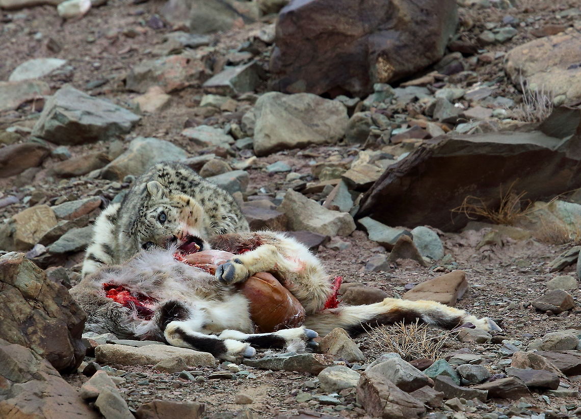Snow_leopard