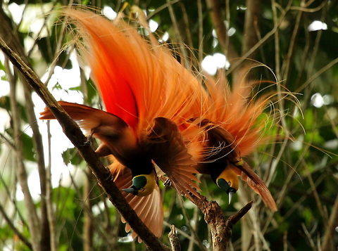 Raggiana_BOP  Geotagged,Papua New Guinea,Paradisaea raggiana,Raggiana bird-of-paradise,Summer