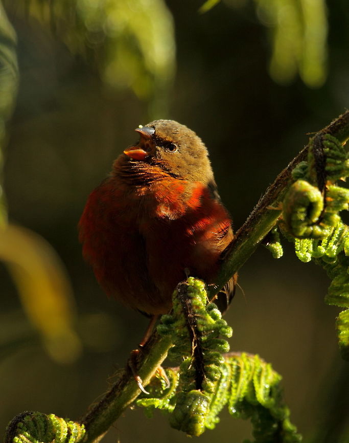 Mountain firetail  Geotagged,Mountain firetail,Oreostruthus fuliginosus,Papua New Guinea,Summer
