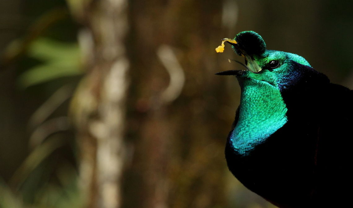 Ribbon-tailed astrapia  Astrapia mayeri,Geotagged,Papua New Guinea,Ribbon-tailed astrapia,Summer