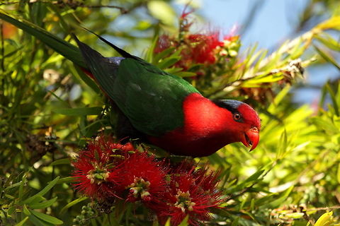 Papuan lorikeet  Charmosyna papou,Geotagged,Papua New Guinea,Papuan lorikeet,Summer