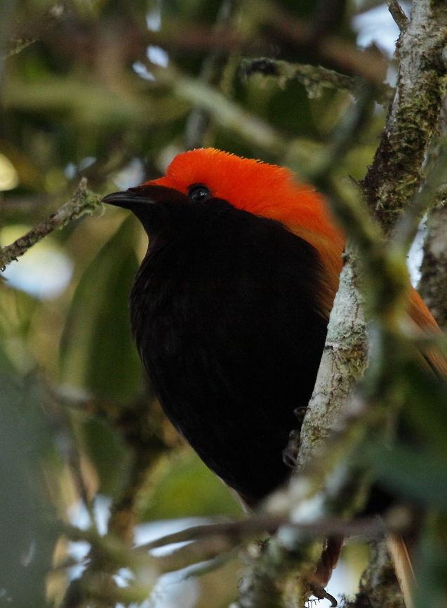 Antenna satin bird  Cnemophilus macgregorii,Crested satinbird,Geotagged,Papua New Guinea,Summer