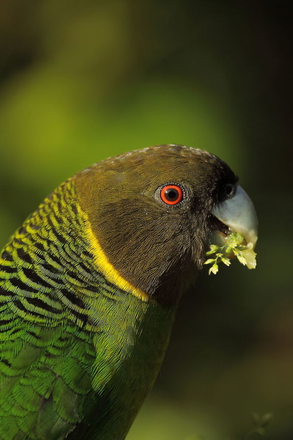 Brehm's tiger parrot  Brehm's tiger parrot,Geotagged,Papua New Guinea,Psittacella brehmii,Summer