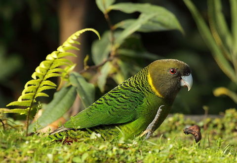 Brehm's tiger parrot  Brehm's tiger parrot,Geotagged,Papua New Guinea,Psittacella brehmii,Summer