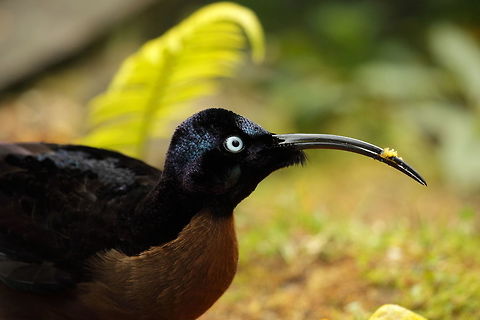 Brown sicklebill  Geotagged,Papua New Guinea,Summer