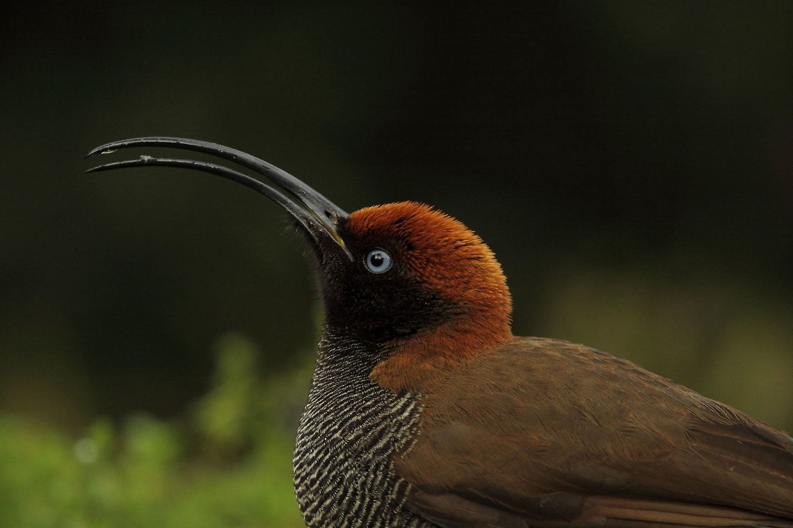 Brown sicklebill  Brown sicklebill,Epimachus meyeri,Geotagged,Papua New Guinea,Summer