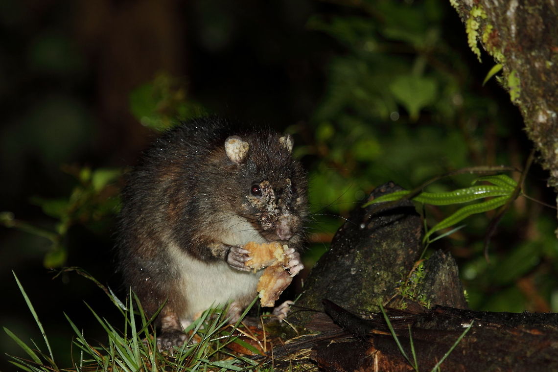 Black-tailed giant rat
