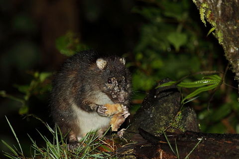 Black-tailed giant rat