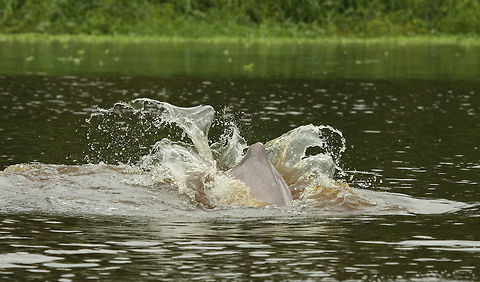 Pink river dolphin  Fall,Geotagged,Peru,Sotalia fluviatilis,Tucuxi