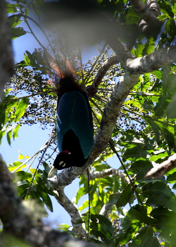 Blue bird of paradise This spectacular BOP was a very difficult mission indeed to see. And this is by far the best pic I managed to take. We missed the courtship display altogether, because of some unrest going on between tribes. Therefore our walks into some areas where a bit restricted. Still, the trip to Tari was a great experience after all! Blue bird-of-paradise,Geotagged,Papua New Guinea,Paradisaea rudolphi,Summer