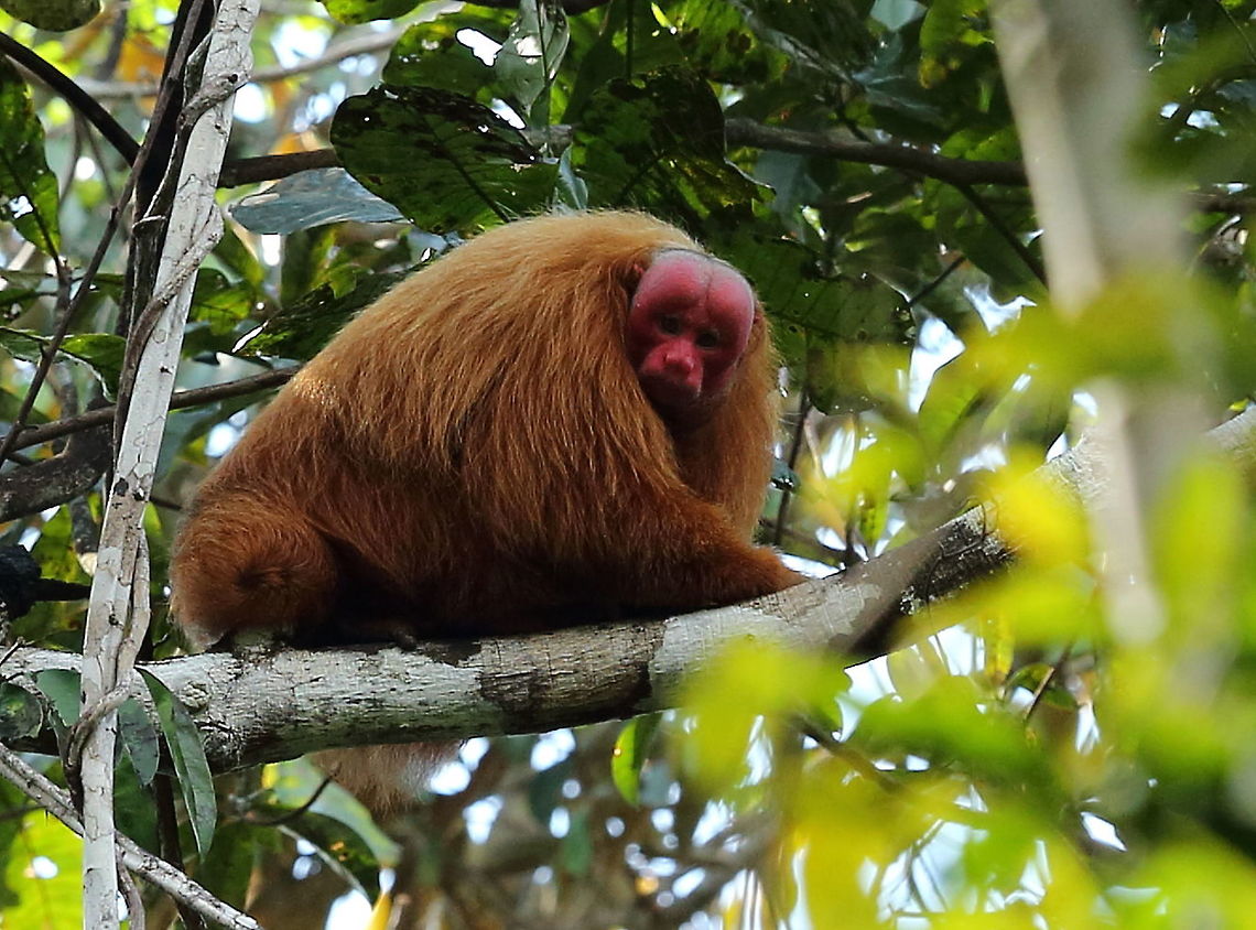 red uakari a very brief sighting Bald uakari,Cacajao calvus,Geotagged,Peru,Winter