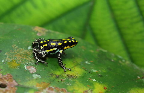 on a trip to terra firme  Geotagged,Peru,Ranitomeya flavovittata,Winter
