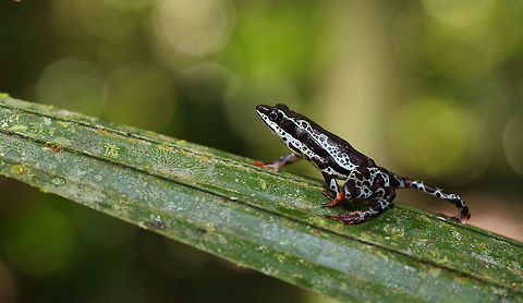 Harlequin toad  Atelopus spumarius,Geotagged,Pebas Stubfoot Toad,Peru,Winter