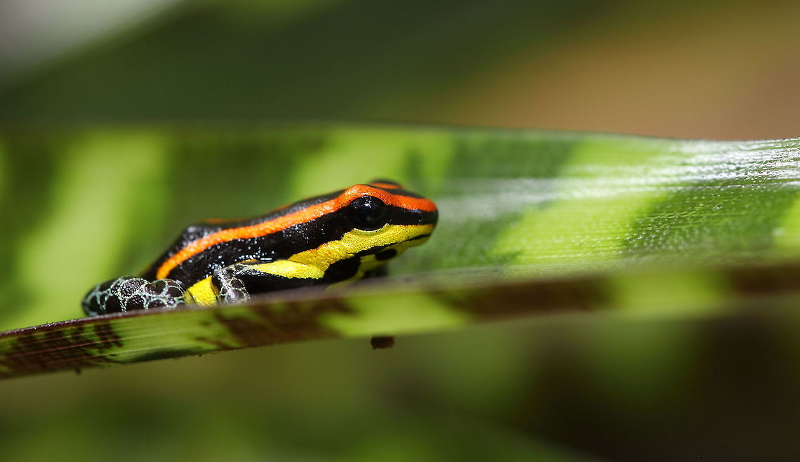 on a trip to terra firme  Geotagged,Peru,Ranitomeya uakarii,Uakari Poison Frog,Winter