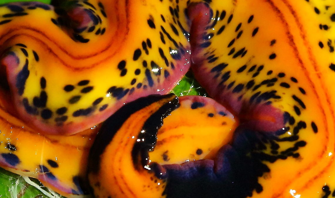 amazonian flatworm?  Geotagged,Peru,Winter