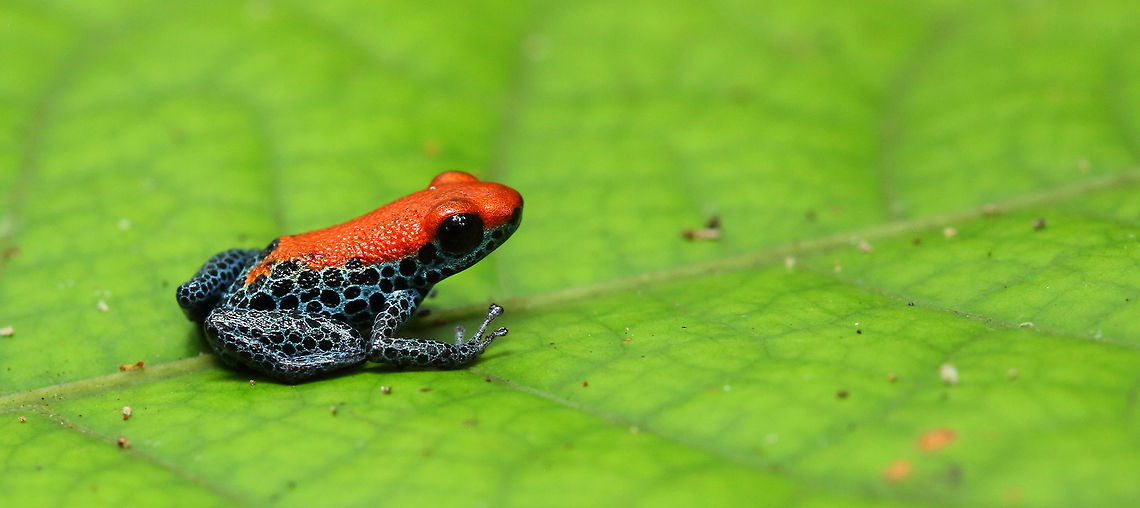 seen around Iquitos town  Geotagged,Peru,Ranitomeya reticulata,Red-backed Poison Frog,Winter