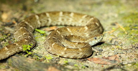 fer de lance  Bothrops atrox,Geotagged,Peru,South American Fer-de-Lance,Winter