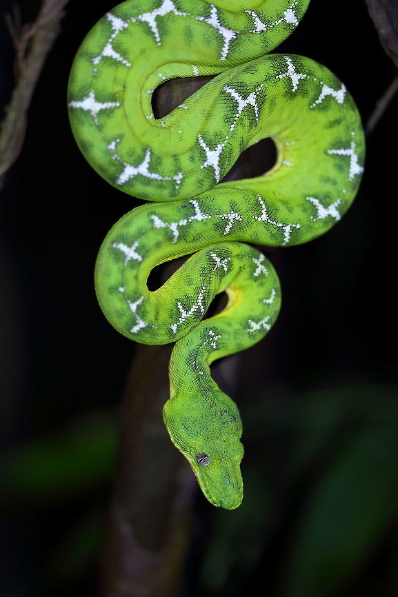 a Beauty;-)  Corallus caninus,Emerald tree boa,Geotagged,Peru,Winter