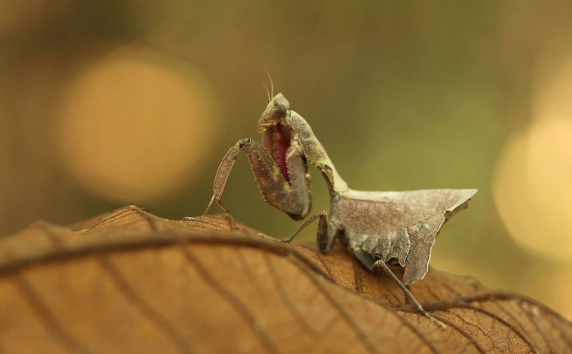 praying mantis  Geotagged,Peru,Winter
