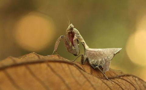 praying mantis  Geotagged,Peru,Winter
