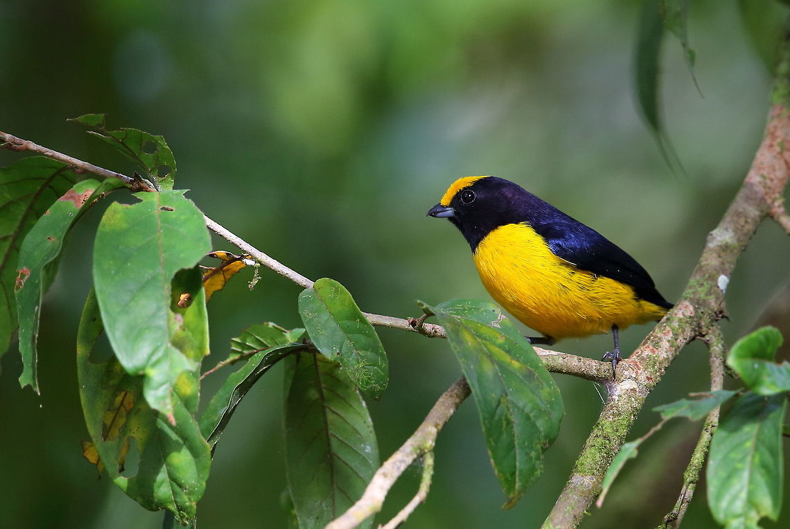 canopy bird identification will follow soon Euphonia xanthogaster,Orange-bellied euphonia