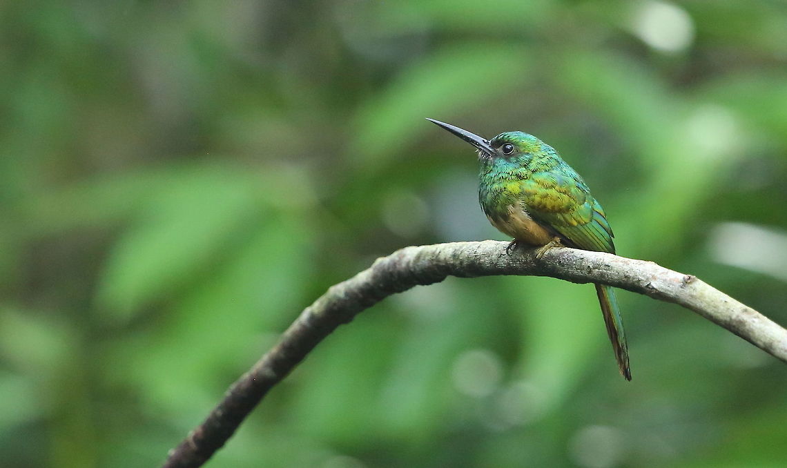 White-chinned jacamar  Galbula tombacea,White-chinned jacamar