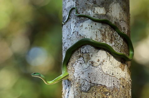 Green palm snake?  Geotagged,Oxybelis fulgidus,Peru,Winter