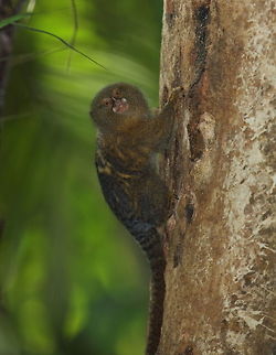 Pygmy marmoset  Cebuella pygmaea,Geotagged,Peru,Pygmy marmoset,Winter