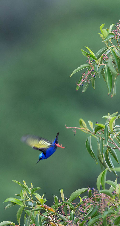 Red-legged Honeycreeper on canopy  Cyanerpes cyaneus,Geotagged,Panama,Spring,red legged honeycreeper