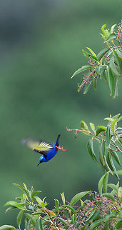 Red-legged Honeycreeper on canopy  Cyanerpes cyaneus,Geotagged,Panama,Spring,red legged honeycreeper