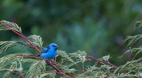 Blue Dacnis on canopy  Blue dacnis,Dacnis cayana,Geotagged,Panama,Spring