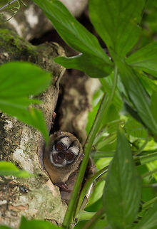 Panamanian night monkey on tree  Aotus zonalis,Geotagged,Panama,Panamanian night monkey,Spring