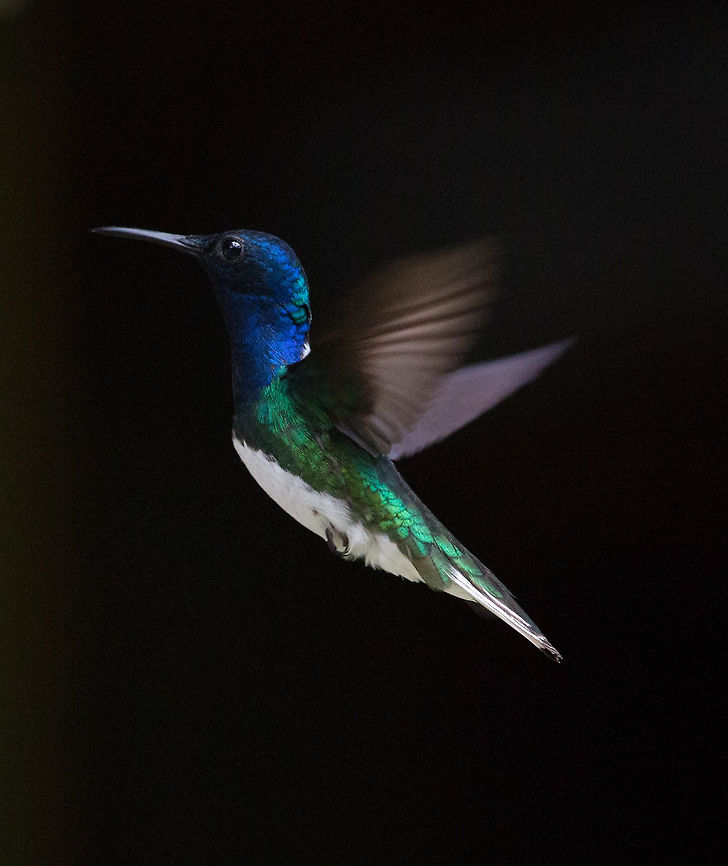 White-necked Jacobin, Panama  Florisuga mellivora,Geotagged,Panama,Spring,White-necked jacobin