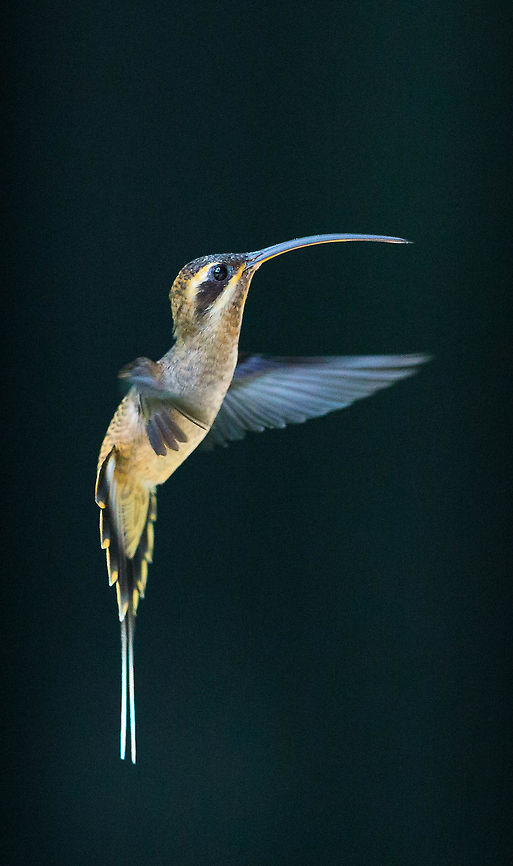 Long-tailed Hermit, Panama  Geotagged,Long-tailed hermit,Panama,Phaethornis superciliosus,Spring