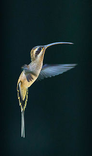 Long-tailed Hermit, Panama  Geotagged,Long-tailed hermit,Panama,Phaethornis superciliosus,Spring