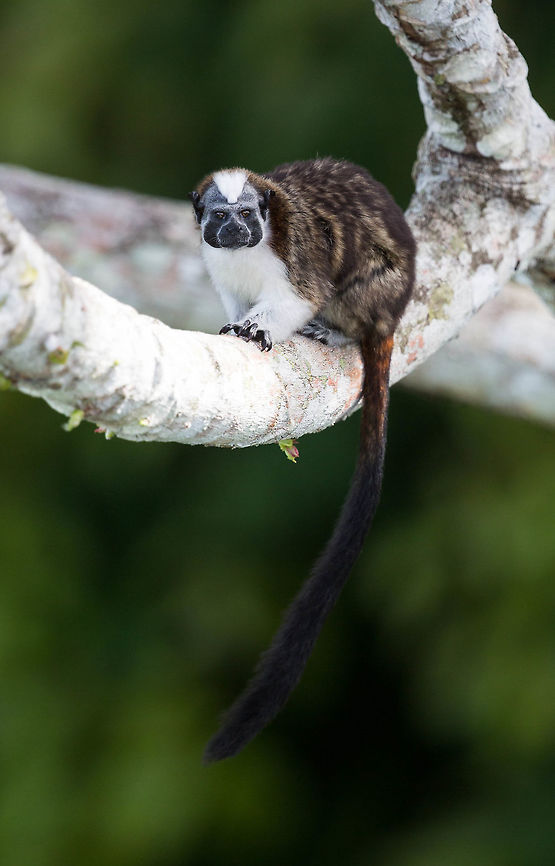 Geoffroy's Tamarin, Panama  Geoffroys tamarin,Geotagged,Panama,Saguinus geoffroyi,Spring